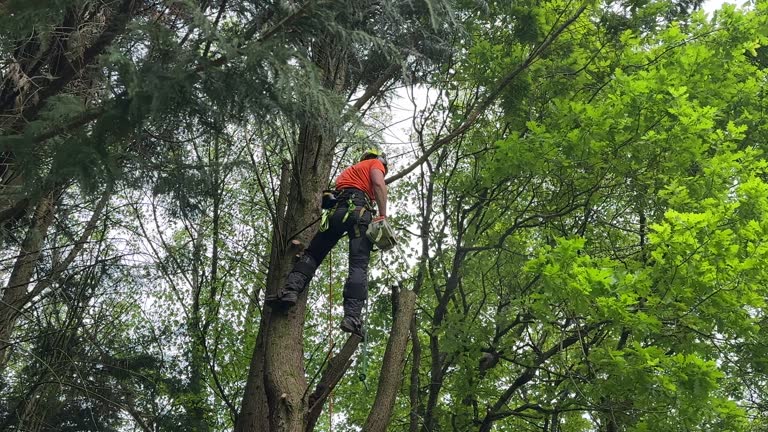 How Our Tree Care Process Works  in  Mayer, AZ