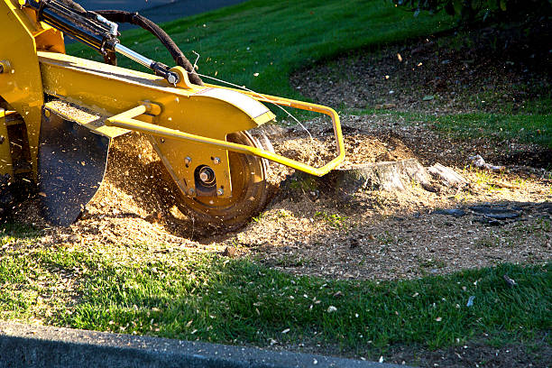 Best Aeration Services  in Mayer, AZ